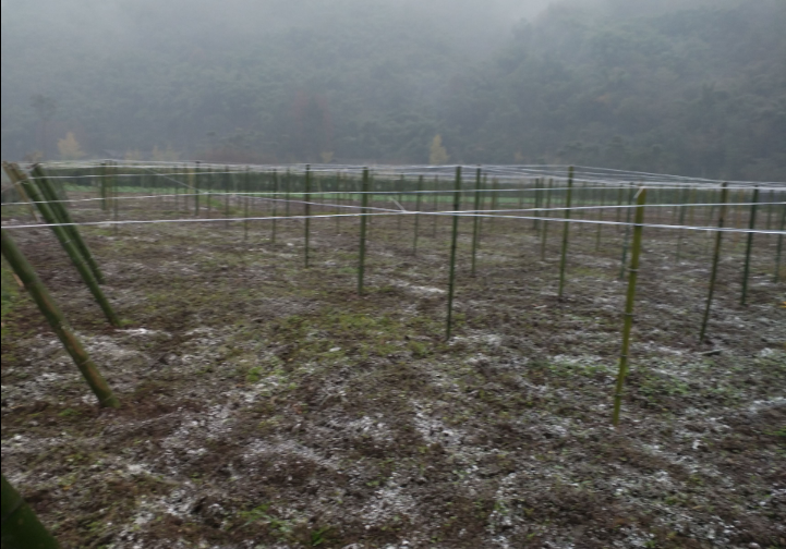 羊肚菌平棚搭建方法